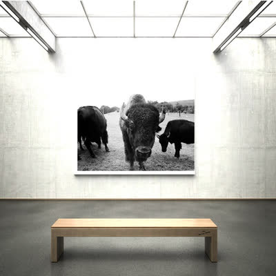 Buffalo cover art