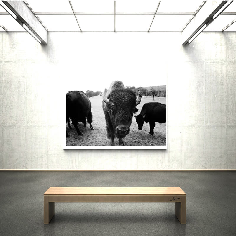 Buffalo cover art